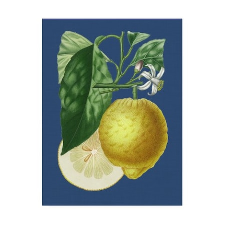 A. Risso 'French Lemon On Navy I' Canvas Art,24x32